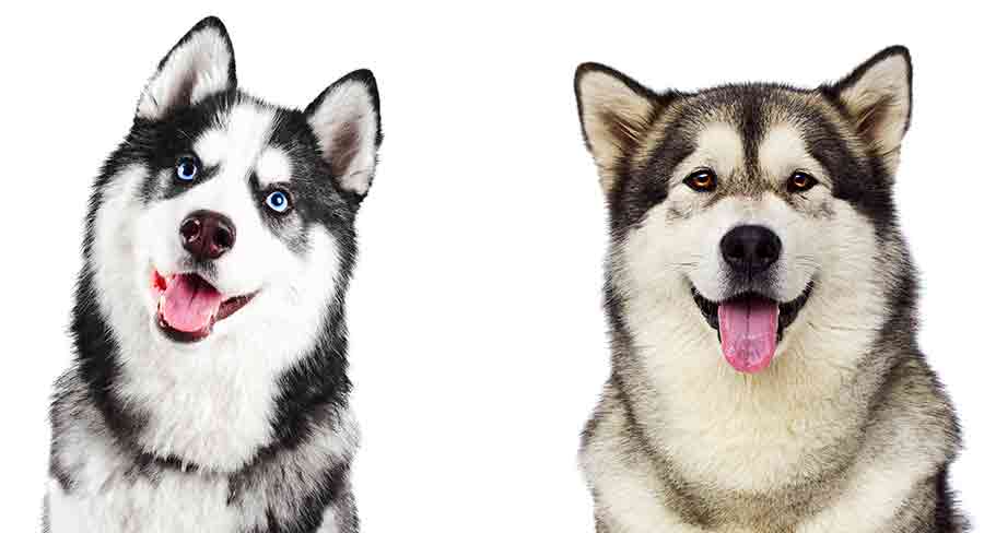 whats the difference between a siberian husky and a husky