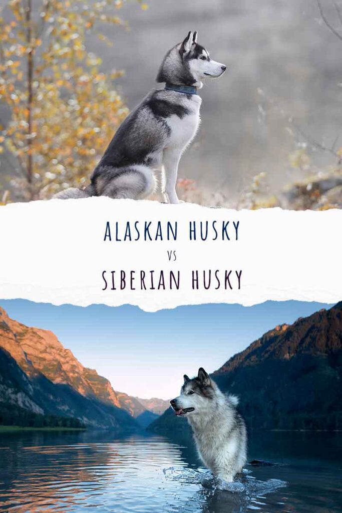 Alaskan Husky vs Siberian Husky - Similarities And Differences