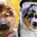 australian shepherd vs german shepherd