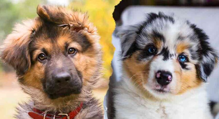 Australian Shepherd vs German Shepherd Dog Breed Comparison