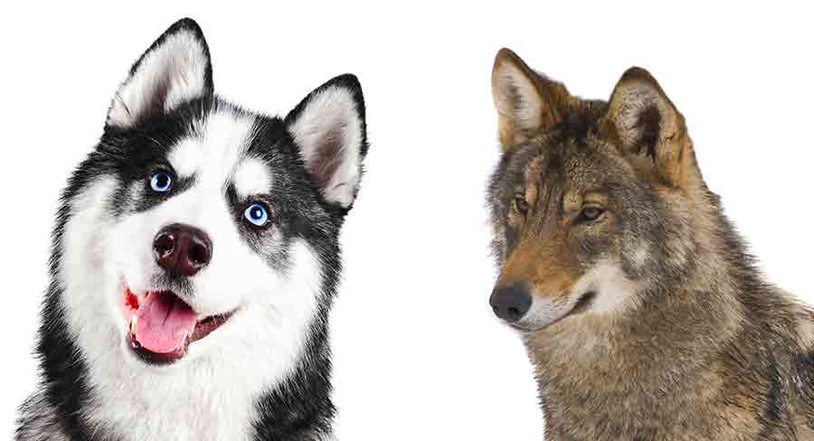 are huskies similar to wolves