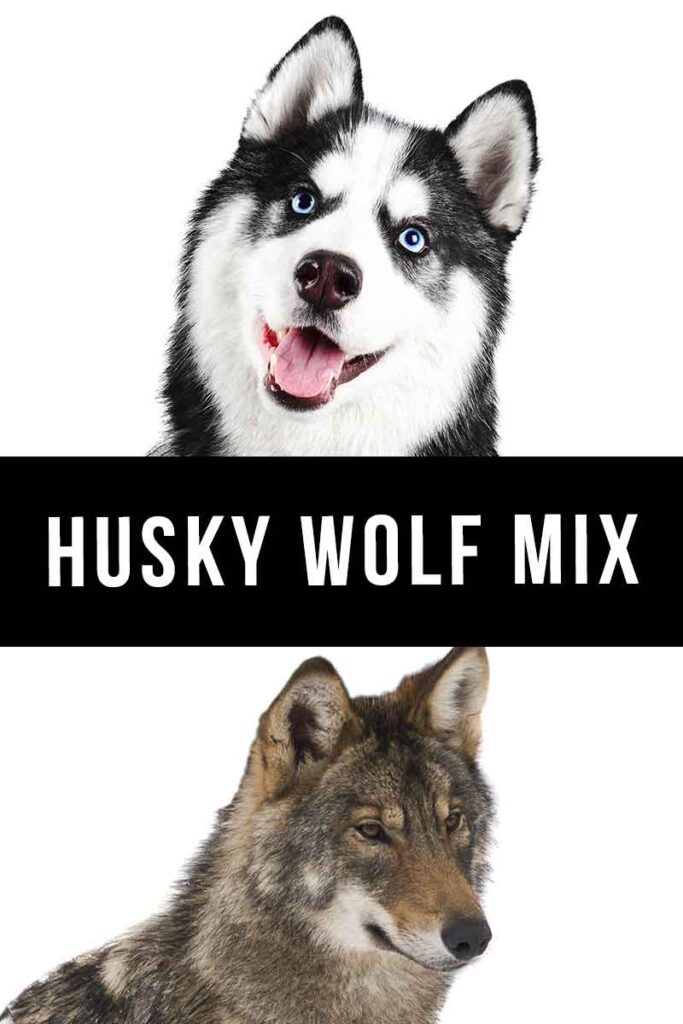 how do you know if your husky is a wolf