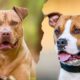 american staffordshire terrier vs american pitbull terrier