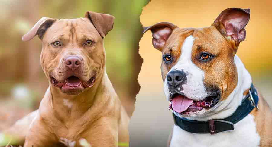 what is the difference between a pitbull and staffordshire terrier