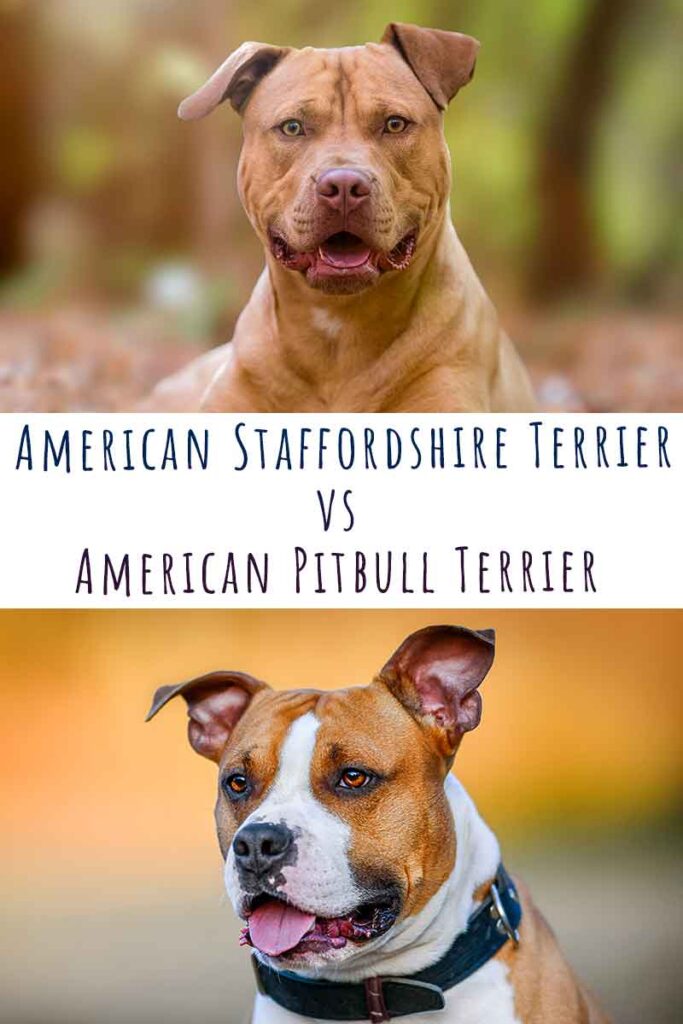 american staffordshire terrier vs american pitbull terrier