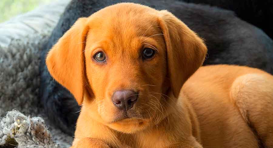 Red Fox Lab - Red Coated Labrador Retrievers Explained!