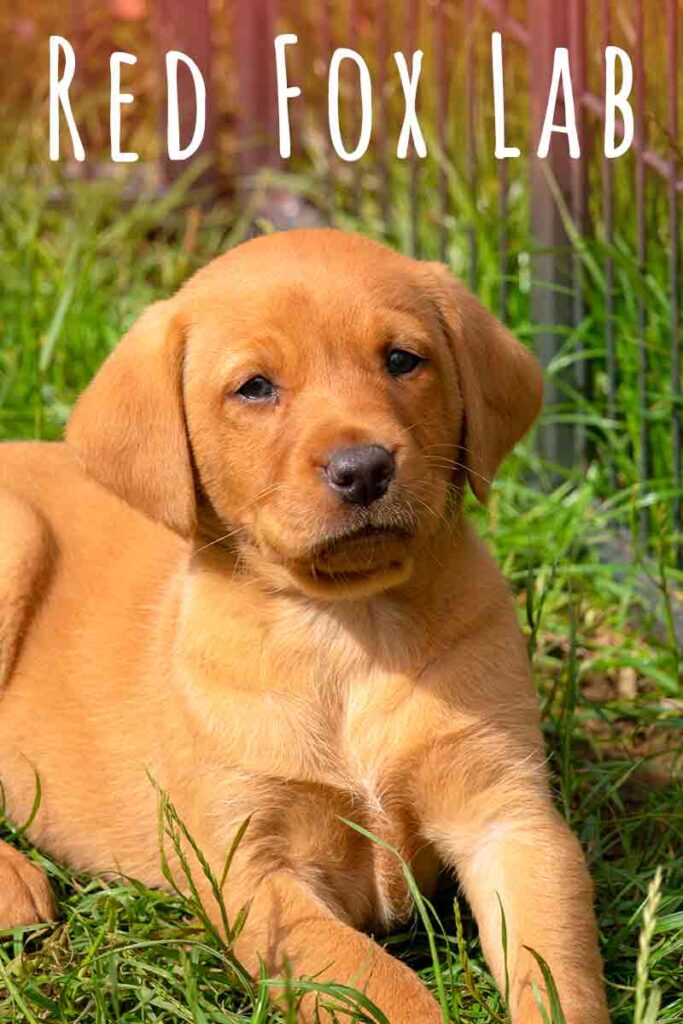 Red Retriever Lab Mix