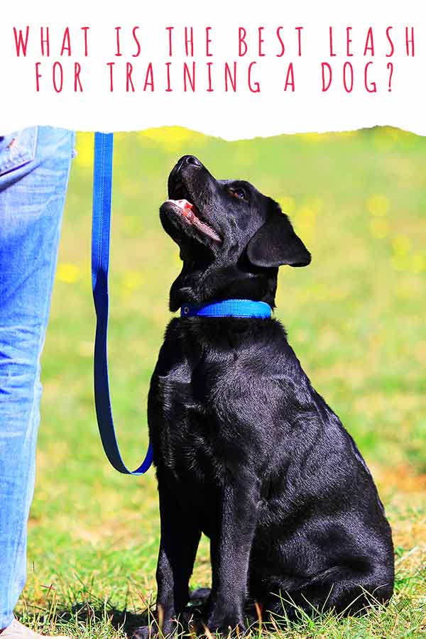 best leash training