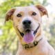 lab terrier mix