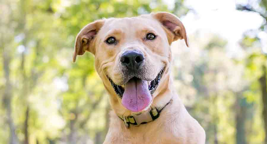 silver blue lab terrier mix