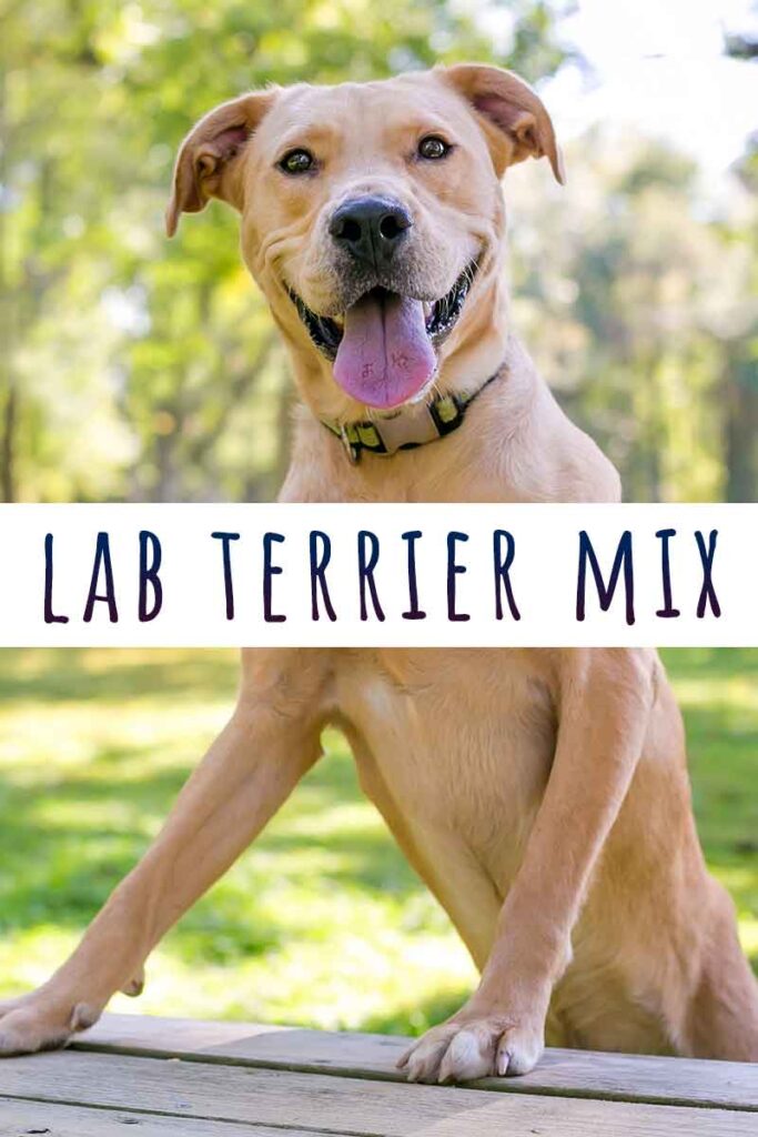 succes relæ fængelsflugt Lab Terrier Mix - What Can You Expect From This Popular Hybrid?