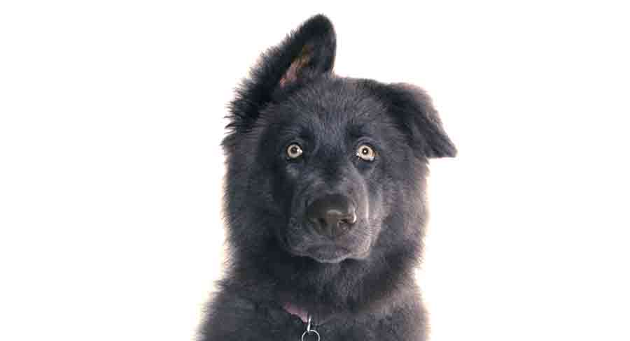 what is a blue german shepherd dog