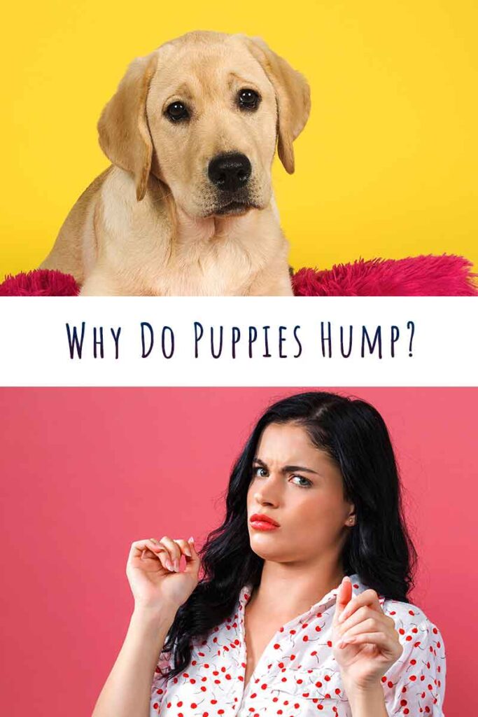 why do puppies hump