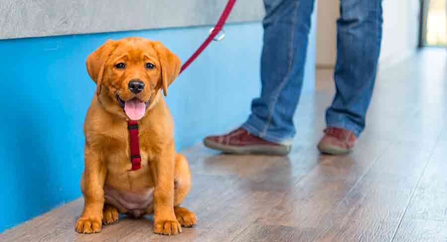 happy puppy on a leash