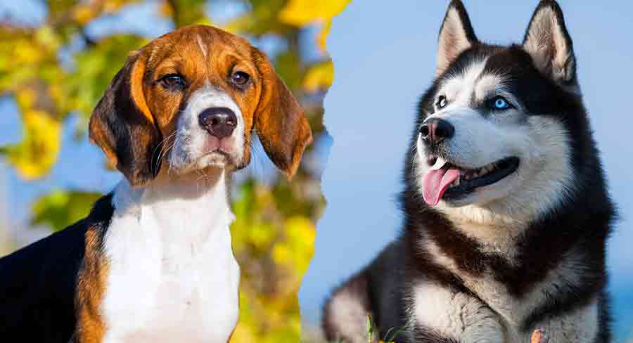 Siberian husky hot sale and beagle mix