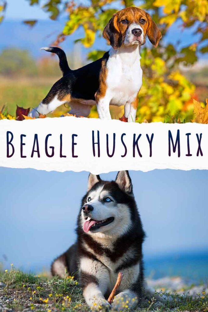 beagle husky mix