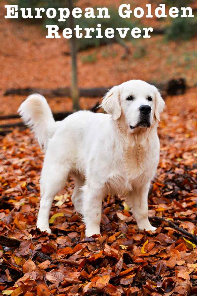 european golden retriever