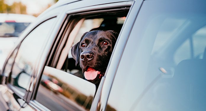 Why Do Dogs Pant In The Car And How To Stop It From Happening