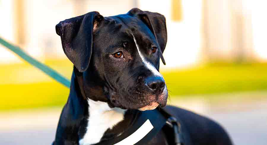 black and white spotted pitbull puppy