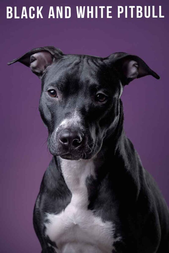 what are black pitbulls called