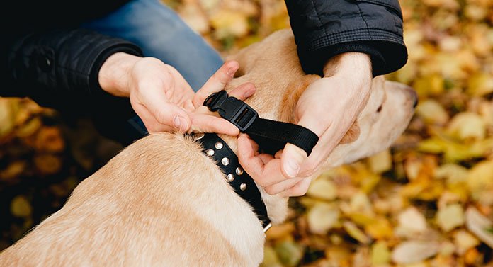 Shock collar sale for potty training