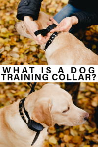 What Is A Dog Training Collar, And Do You Need One?