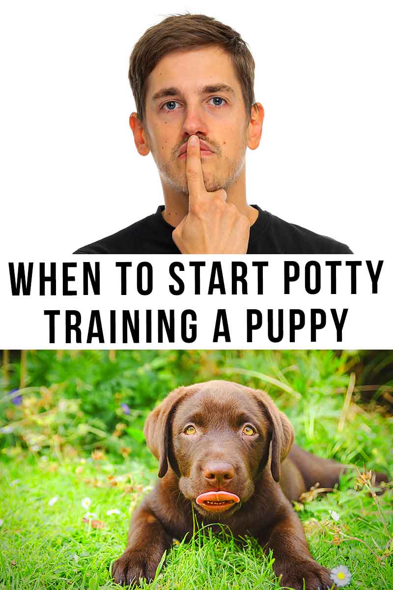 when to start potty training a puppy