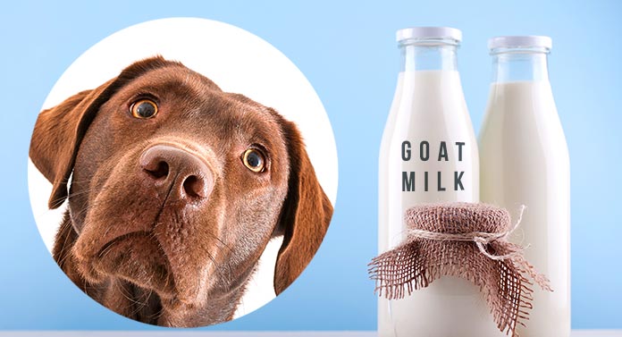 benefits of goat milk for dogs