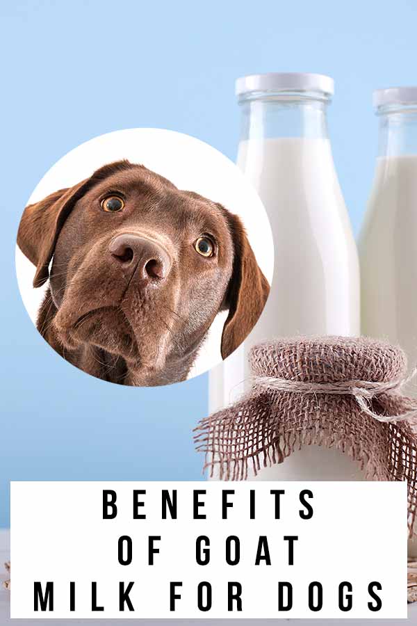 Goats milk 2025 for puppies