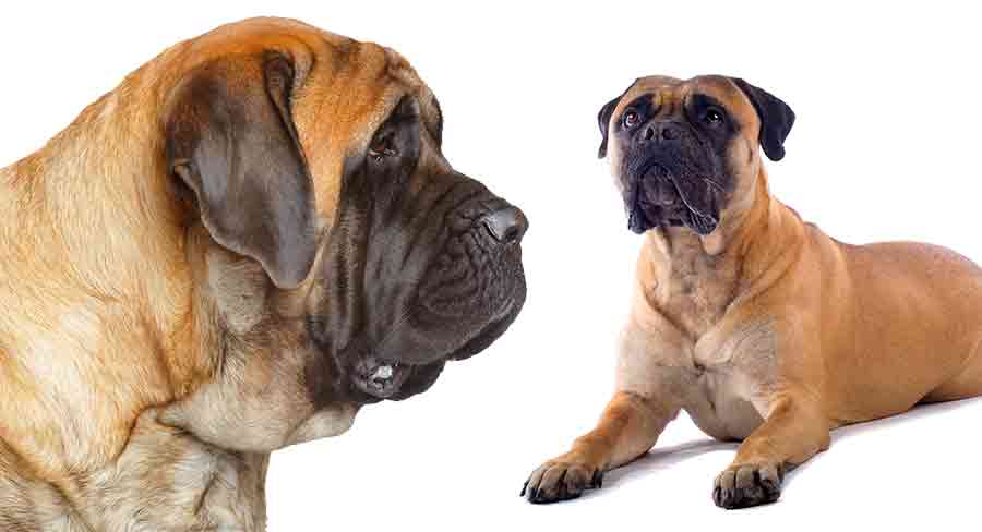 are bullmastiffs a good family dog