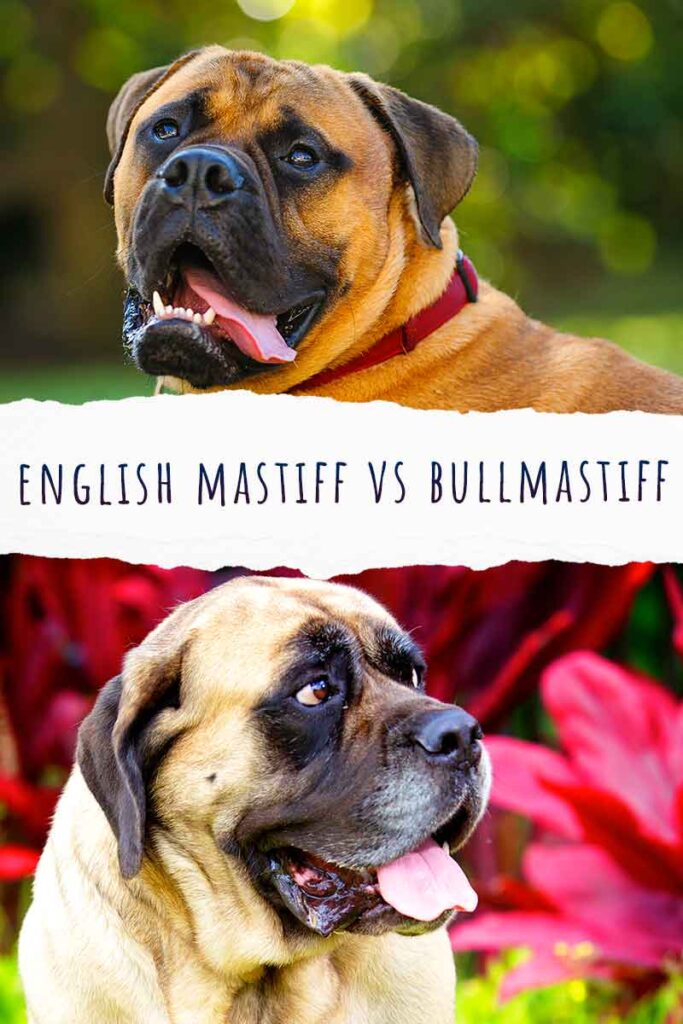 what is the difference between an english mastiff and a bull mastiff