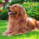 red golden retriever