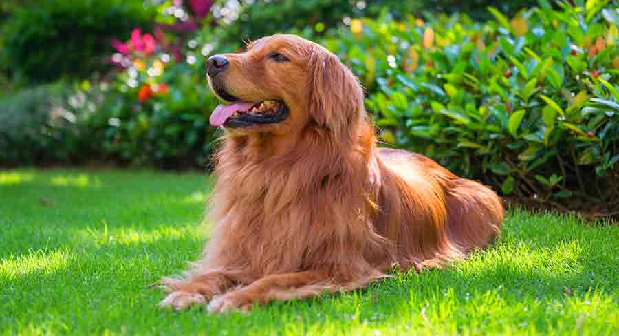 dark golden retriever puppy