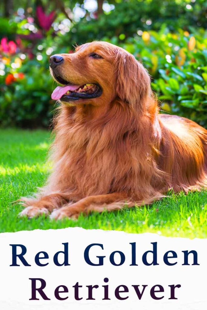 Red Golden - Golden Retriever Puppies Be Red?