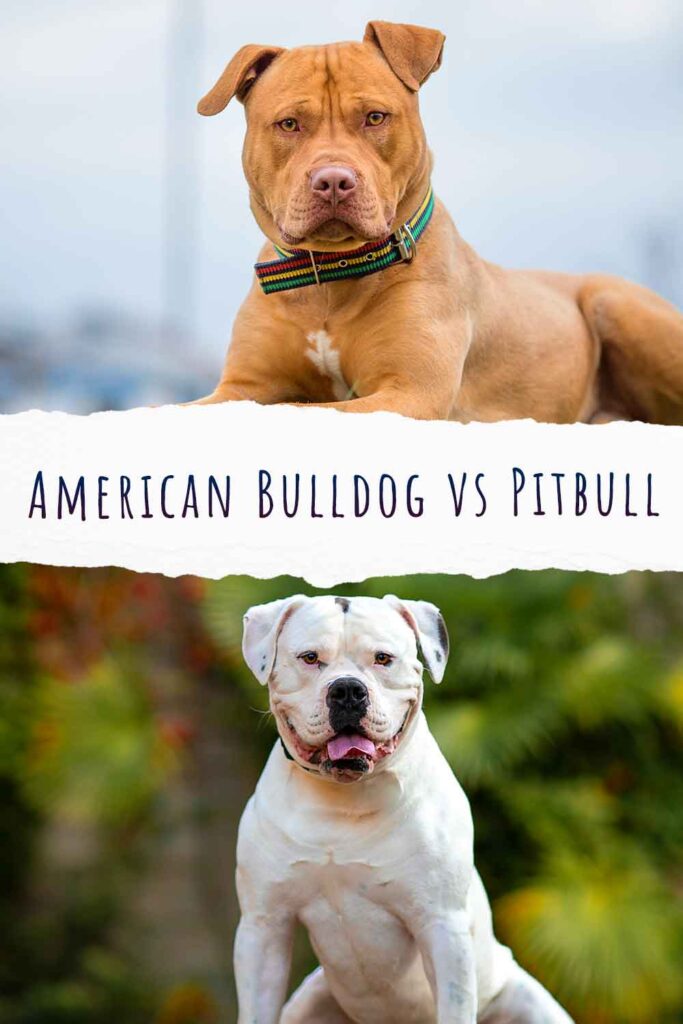 whats the difference between an american bulldog and a pitbull