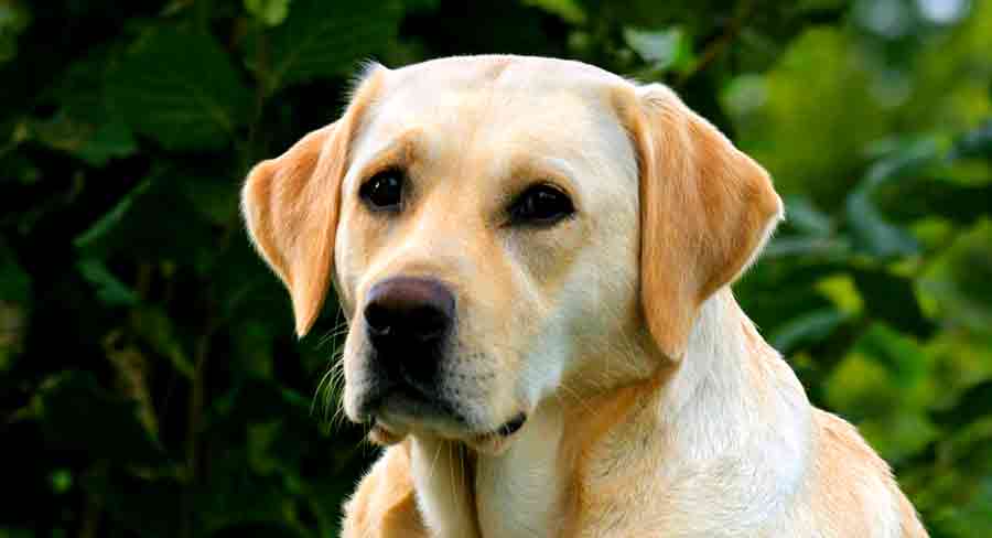 european labrador