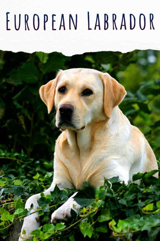 european labrador