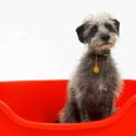 miniature lurcher dog