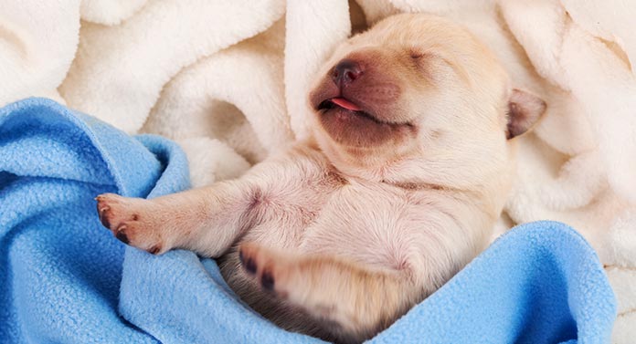 how much should puppies sleep