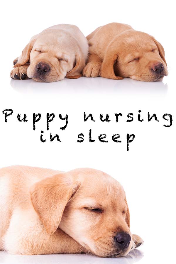 can puppies over nurse