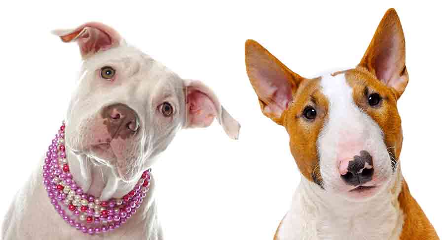 cual es la diferencia entre un bull terrier y un pitbull