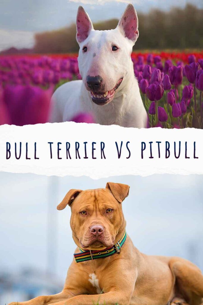 Bull Terrier Vs Pitbull Fight