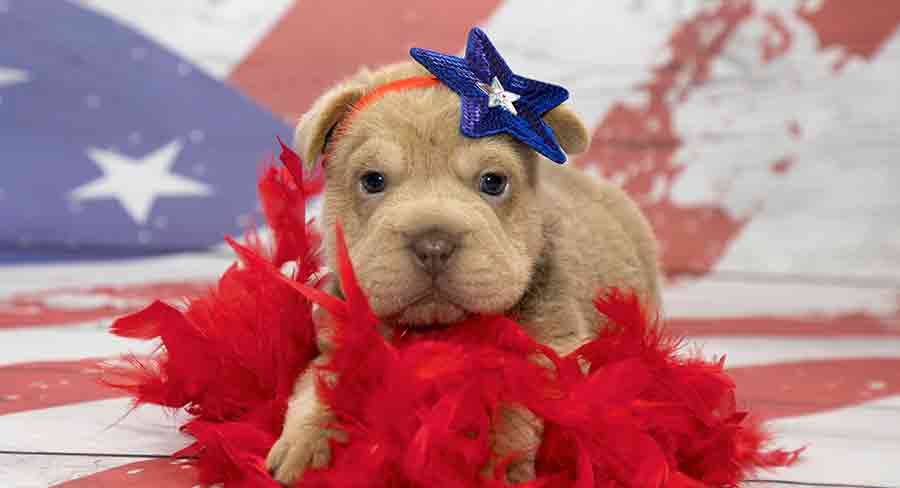 Cocker shar pei mix best sale for sale