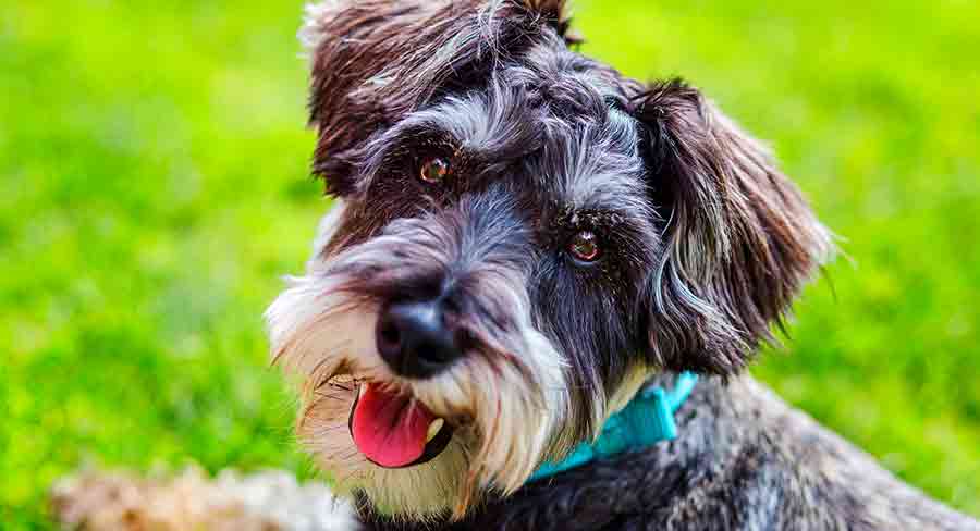 Mini hypoallergenic outlet dogs