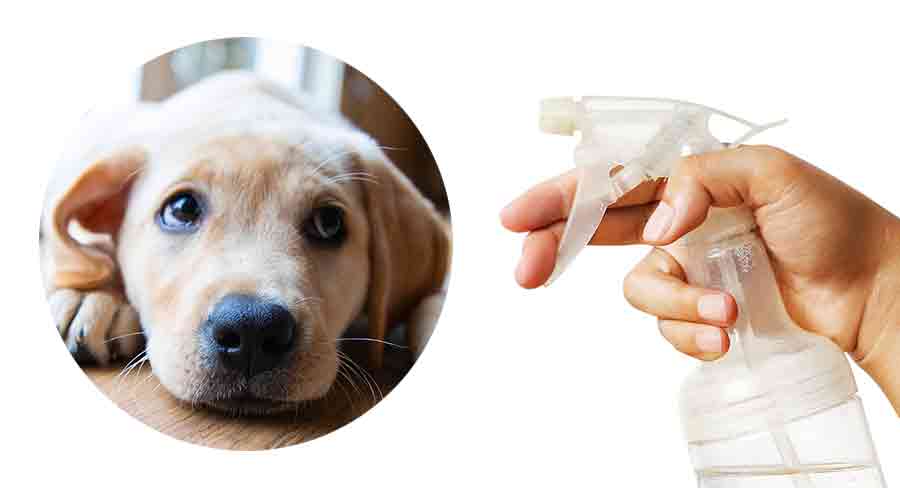 Spray to encourage dog to outlet pee