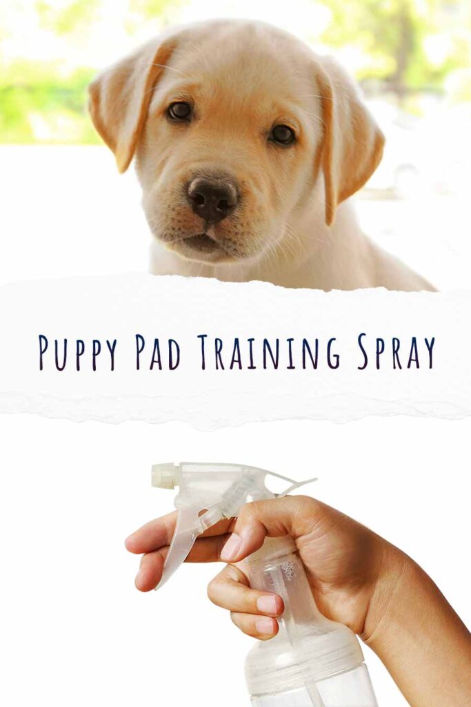 puppy pad training spray