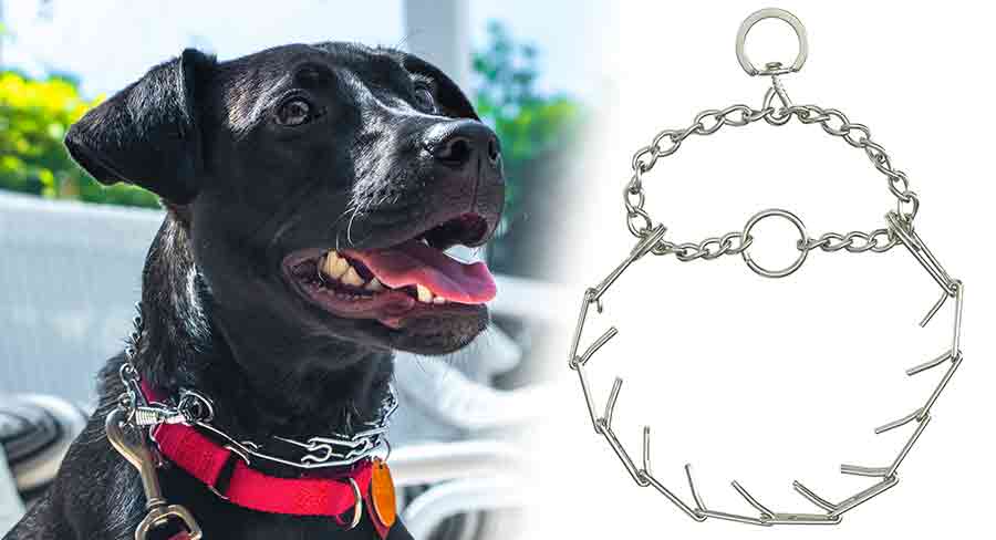 What Is A Pinch Collar For Dogs And Do You Need One