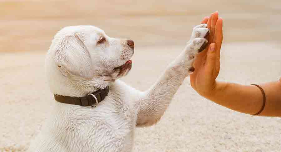 how long does it take to train a dog - Pet And Animal Blog