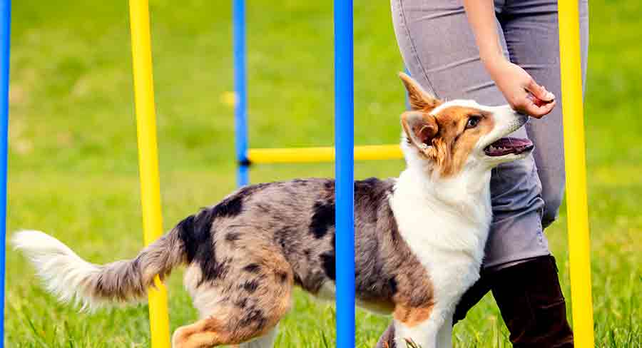 Puppy agility sale training