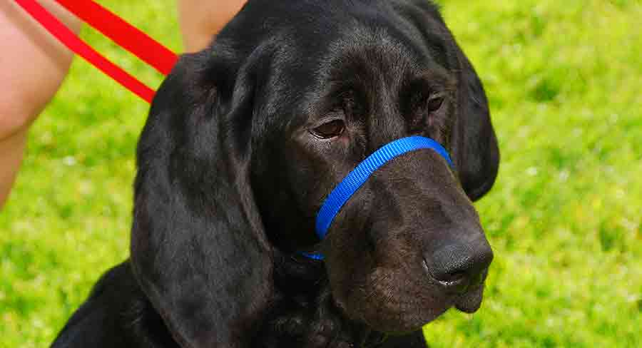 Gentle best sale leader labrador